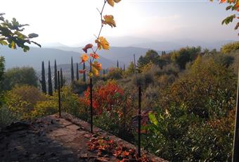 Ampia terrazza, pergolata con vite, che si affaccia sulla valle del Casentino con bellissimo panorama, variegato dai colori delle diverse stagioni. Toscana AR Subbiano
